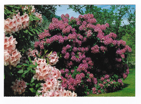Shows rhododendrons in Marysville in Victoria. Shows two pink rhododendrons of different shades. On the reverse of the postcard is a space to write a message and an address and to place a postage stamp. The postcard is unused.