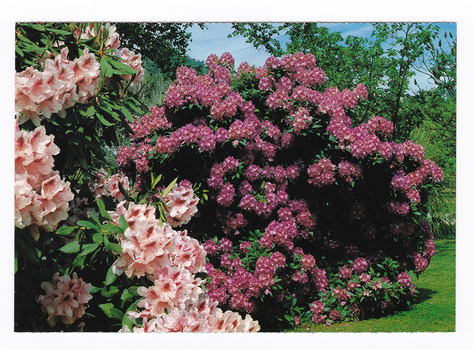 Shows rhododendrons in Marysville in Victoria. Shows two pink rhododendrons of different shades. On the reverse of the postcard is a space to write a message and an address and to place a postage stamp. The postcard is unused.