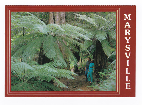 Shows a couple walking on the track through the "Beeches". Shows them walking through a forest of trees and tree ferns. On the reverse of the postcard is a space to write a message and an address and to place a postage stamp. The postcard is unused.