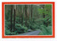 Shows the Black Spur. Shows the road leading through a forest of trees and tree ferns. On the reverse of the postcard is a space to write a message and an address and to place a postage stamp. The postcard is unused.