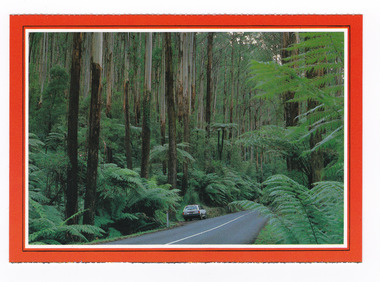  Shows the Black Spur. Shows the road leading through a forest of trees and tree ferns. On the reverse of the postcard is a space to write a message and an address and to place a postage stamp. The postcard is unused.