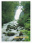 Shows Steavenson Falls in Marysville in Victoria. Shows the falls cascading down the mountain into the river. The river is flowing over rocks and is surrounded by a forest of trees and tree ferns. On the reverse of the postcard is a space to write a message and an address and to place a postage stamp. The postcard is unused.