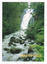Shows Steavenson Falls in Marysville in Victoria. Shows the falls cascading down the mountain into the river. The river is flowing over rocks and is surrounded by a forest of trees and tree ferns. On the reverse of the postcard is a space to write a message and an address and to place a postage stamp. The postcard is unused.