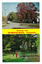 Shows two colour photographs taken in Marysville in Victoria. The top photograph was taken on the corner of Murchison Street and Pack Road and shows an iconic wooden direction sign. The other is taken along the Steavenson River in Marysville. On the reverse of the postcard is a space to write a message and an address and to place a postage stamp. The postcard is unused. 