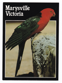 A colour photograph of a King Parrot perched on a stone wall. On the reverse of the postcard is a space to write a message and an address and to place a postage stamp. The postcard is unused.