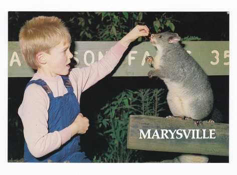 Shows a boy feeding a Mountain Brushtail Possum at Steavenson Falls in Marysville in Victoria. On the reverse of the postcard is a space to write a message and an address and to place a postage stamp. The postcard is unused.