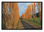 Shows the Gould Memorial Drive on the Buxton Marysville Road in Victoria. Shows an avenue of poplar trees in Autumn. On the reverse of the postcard is a space to write a message and an address and to place a postage stamp. The postcard is unused.