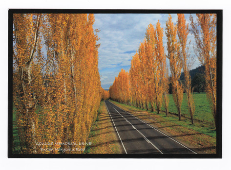 Shows the Gould Memorial Drive on the Buxton Marysville Road in Victoria. Shows an avenue of poplar trees in Autumn. On the reverse of the postcard is a space to write a message and an address and to place a postage stamp. The postcard is unused.