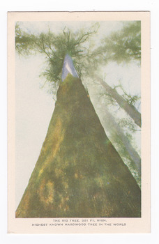 Shows the Big Tree in Cambarville near Marysville in Victoria. Shows a view of the tree looking upwards from the base. The title of the postcard is shown along the lower edge of the postcard. On the reverse of the postcard is a space to write a message and an address and to place a postage stamp. The postcard is unused.