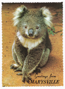Shows a koala sitting on the ground. In the background is a small branch of gum leaves. On the reverse of the postcard is a space to write a message and an address and to place a postage stamp. The postcard is unused.