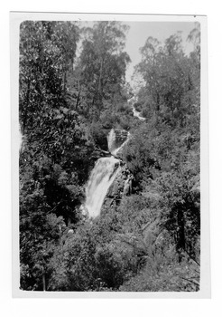 Shows Steavenson Falls in Marysville in Victoria. Shows the falls cascading down the mountain surrounded by a forest of trees and tree ferns. On the reverse the location of the photograph and the date the photograph was taken is handwritten in lead pencil.