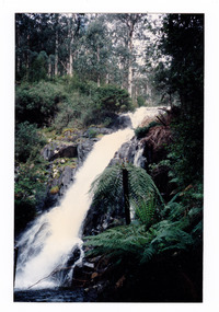 Shows Steavenson Falls in Marysville in Victoria. Shows the falls cascading down the mountain surrounded by a forest of trees and tree ferns.