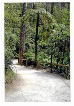 Shows the walking track leading to Steavenson Falls in Marysville in Victoria. Shows the track leading through the forest of trees and tree ferns.