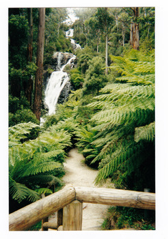 Show the walking track leading to Steavenson Falls in Marysville in Victoria. The falls can be seen in the background surrounded by forest.