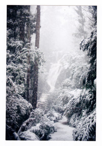 Shows the walking track leading to Steavenson Falls after a snowfall. The falls can be seen through the mist in the distance. The track is lined with a forest of trees and tree ferns.