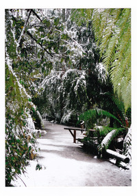Shows the walking track to Steavenson Falls in Marysville in Victoria after a snowfall. Shows the trees and tree ferns that line the track.