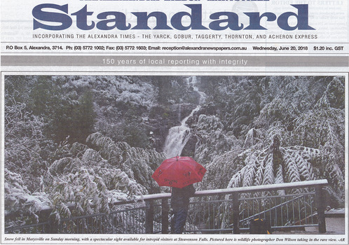 Shows a front page article in the Alexandra-Eildon-Marysville Standard newspaper showing a snow event at Steavenson Falls in Marysville in Victoria. Shows a man standing under a red umberella at one of the viewing platforms looking at the falls which are surrounded by forest.
