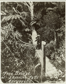 Shows a lady in a long dress and wearing a hat standing on a bridge made from a fallen tree. The bridge is surrounded by a forest of trees and tree ferns.