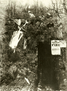 Shows Steavenson Falls in Marysville in Victoria. Show the falls cascading down the mountain surrounded by what appears to be fire affected forest. In the foreground are two blackened tree stumps both with paper signs attached to them. One of the signs warns against fire and offers 100 pounds. The other sign is a warning to anglers.