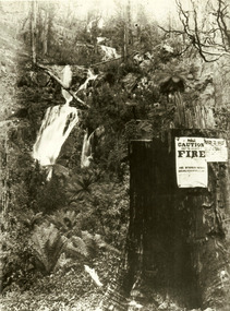 Shows Steavenson Falls in Marysville in Victoria. Show the falls cascading down the mountain surrounded by what appears to be fire affected forest. In the foreground are two blackened tree stumps both with paper signs attached to them. One of the signs warns against fire and offers 100 pounds. The other sign is a warning to anglers.