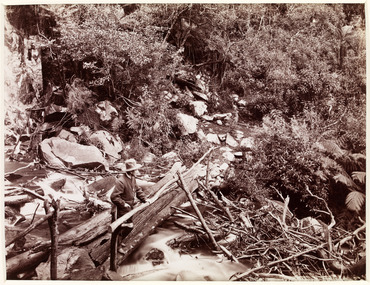 Shows a man appearing attempt to repair the tree bridge which once transversed the Steavenson River at the base of Steavenson Falls. There is a large amount of loose natural material which may be the result of a flood.