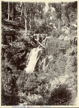 Shows Steavenson Falls in Marysville in Victoria. Shows the falls cascading down the mountain surrounded by a forest of trees and tree ferns.