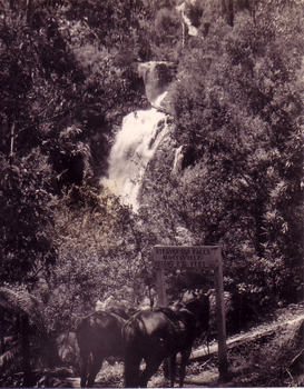 Shows two saddled horses standing at the sign that once stood near the track that lead to the base of Steavenson Falls in Marysville in Victoria.