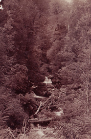 Shows Steavenson Falls in Marysville in Victoria. The falls are barely visible through the heavily treed forest. In the foreground is natural debris that appears to have been left after a flood.