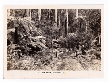 Shows Talbot Drive in Marysville in Victoria. Shows a dirt road leading through a forest of trees and tree ferns. In the foreground can be seen two short wooden posts which mark the sides of the road. The title of the photograph is along the lower edge of the photograph.