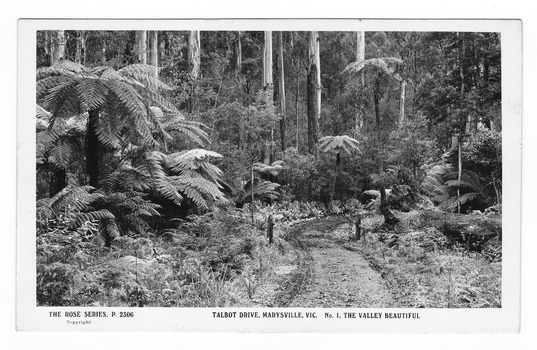 Shows Talbot Drive in Marysville in Victoria. Shows a dirt road leading through a forest of trees and tree ferns. In the foreground can be seen two short wooden posts which mark the sides of the road. On the reverse of the postcard is the beginning of a typewritten message in purple ink.