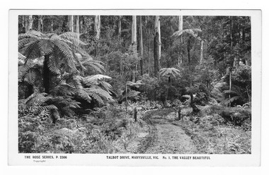 Shows Talbot Drive in Marysville in Victoria. Shows a dirt road leading through a forest of trees and tree ferns. In the foreground can be seen two short wooden posts which mark the sides of the road. On the reverse of the postcard is the beginning of a typewritten message in purple ink.