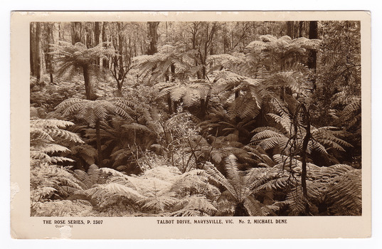 Shows a forest scene of trees and tree ferns on the Michaeldene Trail near Lady Talbot Drive in Marysville in Victoria. On the reverse of the postcard is space to write a message and an address and to place a postage stamp. The postcard is unused.