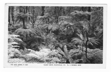 Shows a forest scene of trees and tree ferns on the Michaeldene Trail near Lady Talbot Drive in Marysville in Victoria. On the reverse of the postcard is a handwritten message.