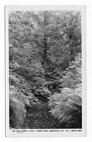 Shows the track known as the Beeches Walk winding through a forest of trees and tree ferns. On the reverse of the postcard is a handwritten name.