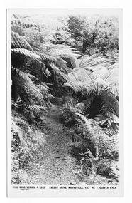 Shows Glover Walk which was off Lady Talbot Drive in Marysville, Victoria. Shows the track leading through a forest of trees and tree ferns. On the reverse of the postcard is a space to write a message and an address and to place a postage stamp. The postcard is unused.