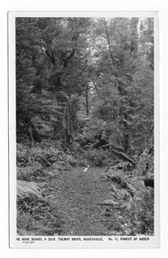 Shows a track leading through a forest of large trees and tree ferns. On the reverse of the postcard is a space to write a message and an address and to place a postage stamp. The postcard is unused.