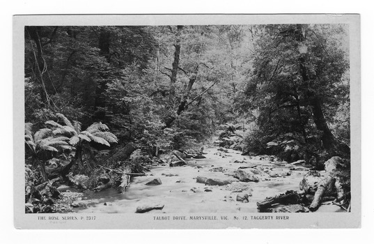 Shows the Taggerty River near Lady Talbot Drive in Marysville in Victoria. Shows the river flowing over rocks through the forest of trees and tree ferns. On the reverse of the postcard is space to write a message and an address and to place a postage stamp. The postcard is unused.