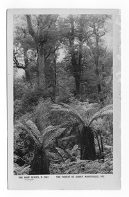 Shows the area known as the Forest of Arden near Marysville in Victoria. Photograph is of a forest of large trees with two large tree ferns in the foreground. On the reverse of the postcard is a space to write a message and an address and to place a postage stamp. The postcard is unused.