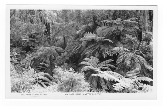 Shows the forest along the Michael Dene walking track. In the foreground are seveal tree ferns with large trees behind them. On the reverse of the postcard is a space to write a message and an address and to place a postage stamp. The postcard is unused.