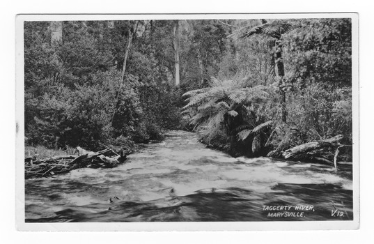 Shows the Taggerty River in Marysville in Victoria. Shows the river flowing the forest of large trees and tree ferns. On both banks of the river are a number of fallen logs. On the reverse of the postcard is a space to write a message and an address and to place a postage stamp. The postcard is unused.