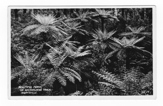 Shows a forest of tree ferns along the Michaeldene Track in Marysville in Victoria. On the reverse of the postcard is a space to write a message and an address and to place a postage stamp. The postcard is unused.