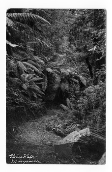 Shows the Glover Walk track leading through the forest of trees and tree ferns. On the reverse of the postcard is a handwritten message in black ink.