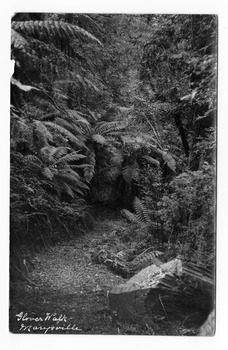 Shows the Glover Walk track leading through the forest of trees and tree ferns. On the reverse of the postcard is a handwritten message in black ink.