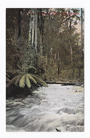 Shows the Taggerty River in Marysville in Victoria. Shows the river flowing through the forest of large trees and tree ferns. In the background are some fallen trees lying cross the river. The title of the postcard is written in red across the top edge of the postcard. On the reverse of the postcard is a space to write a message and an address and to place a postage stamp. The postcard is unused.