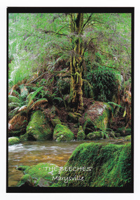 Shows the river flowing between two banks. On the far bank is a large beech tree surrounded by a forest of large trees and tree ferns. The title of the postcard is written along the lower edge. On the reverse of the postcard is a space to write a message and an address and to place a postage stamp. The postcard is unused.