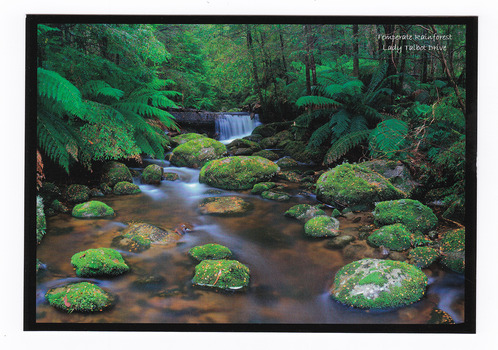 Shows a river flowing through a forest of trees and tree ferns. The title of the postcard is written in the top right hand corner. On the reverse of the postcard is a space to write a message and an address and to place a postage stamp. The postcard is unused.
