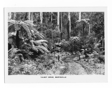 Shows Talbot Drive in Marysville in Victoria. Shows a dirt road leading through a forest of trees and tree ferns. In the foreground can be seen two short wooden posts which mark the sides of the road. The title of the photograph is along the lower edge of the photograph.