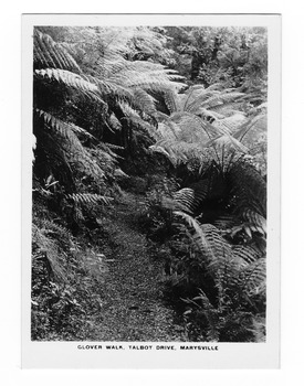 Shows Glover Walk which was off Lady Talbot Drive in Marysville, Victoria. Shows the track leading through a forest of trees and tree ferns. The title of the photograph is along the lower edge of the photograph.