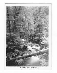 Shows the Taggerty River in Marysville in Victoria. Shows the river flowing through the forest. In the foreground a fallen tree lies across the river. The title of the photograph is along the lower edge of the photograph.