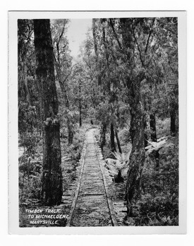 Shows an old timber track that leads to the Michaeldene track. Shows the track leading through a forest of trees and tree ferns. The title of the photograph is handwritten in white ink on the lower edge.